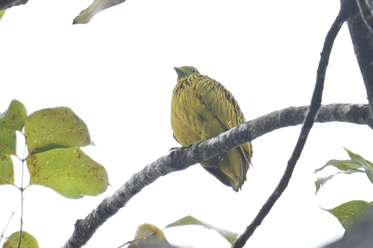 Golden Dove - ML640899582