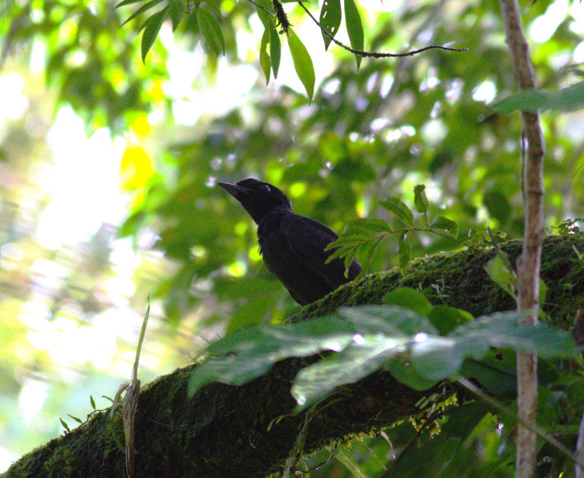 Bare-necked Umbrellabird - ML640899589