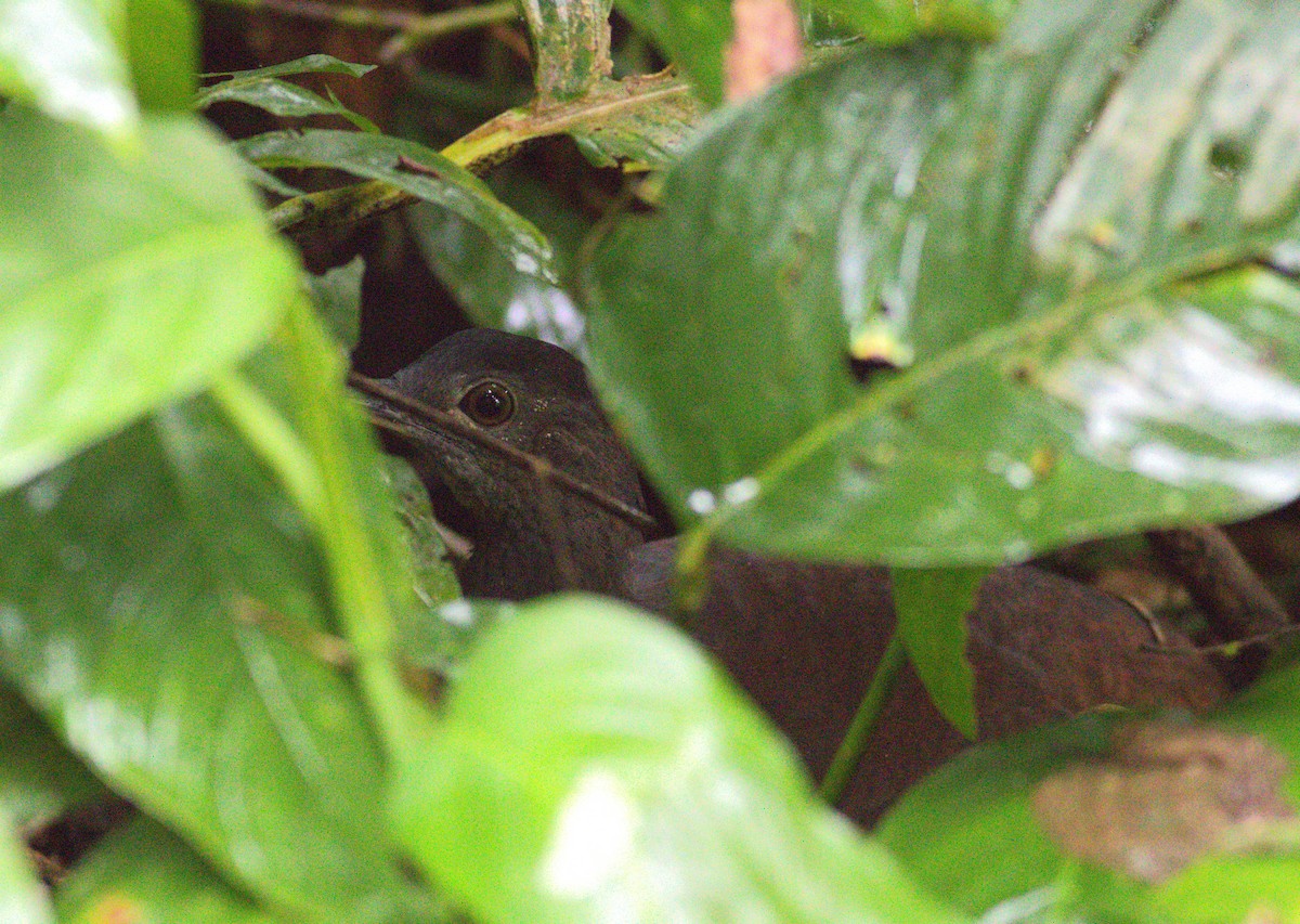 Slaty-breasted Tinamou - ML640899594