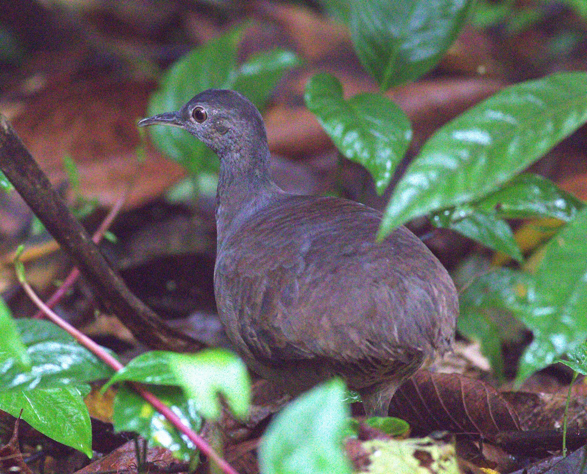 Slaty-breasted Tinamou - ML640899595