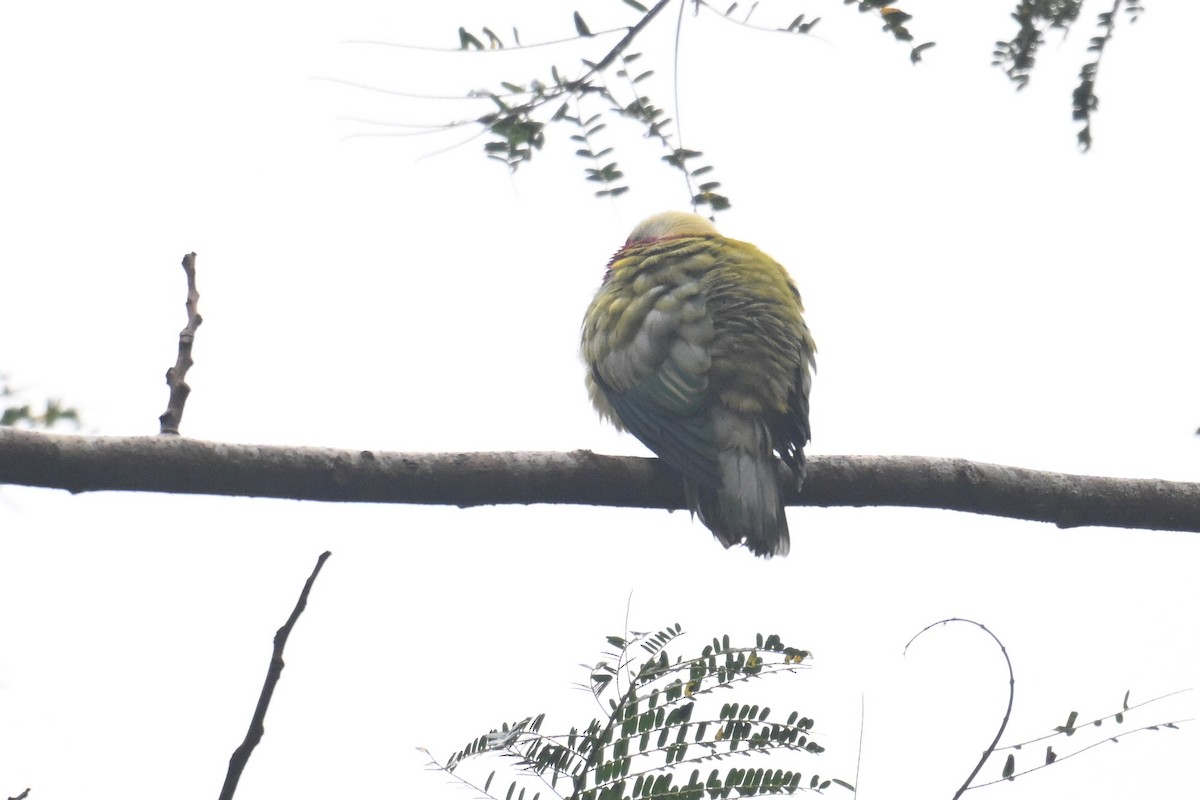 Many-colored Fruit-Dove - ML640899599