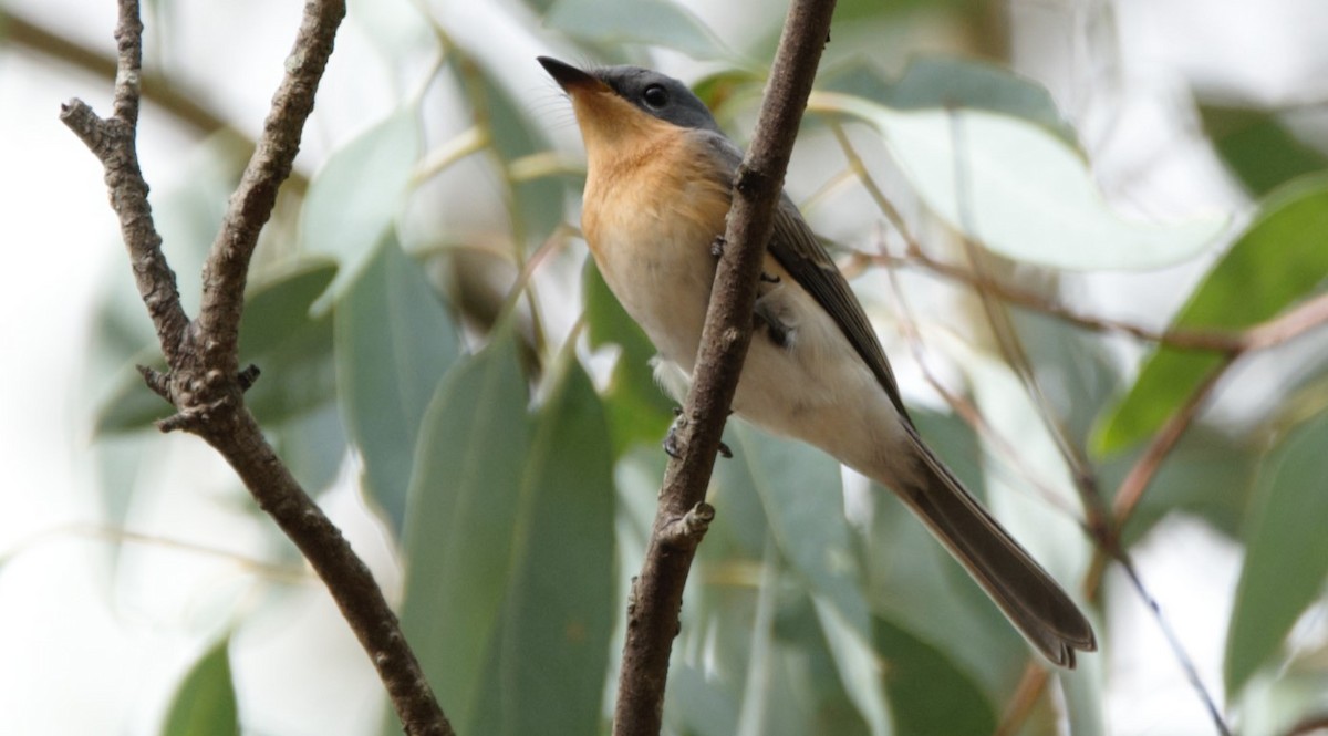 Leaden Flycatcher - ML640899602
