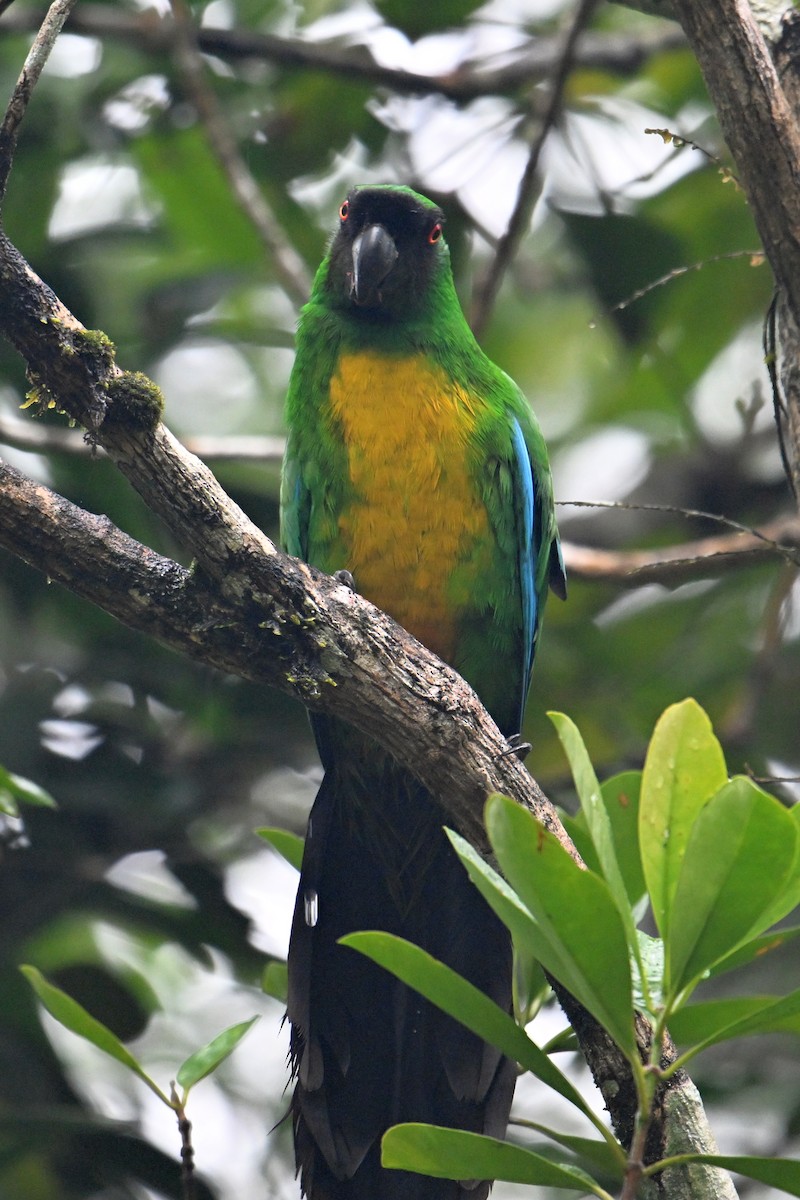Masked Shining-Parrot - ML640899606
