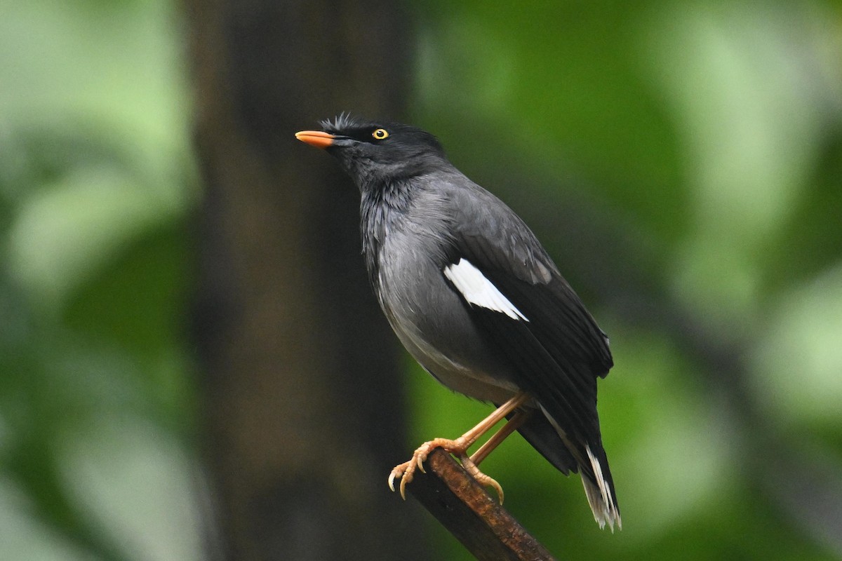 Jungle Myna - ML640899610