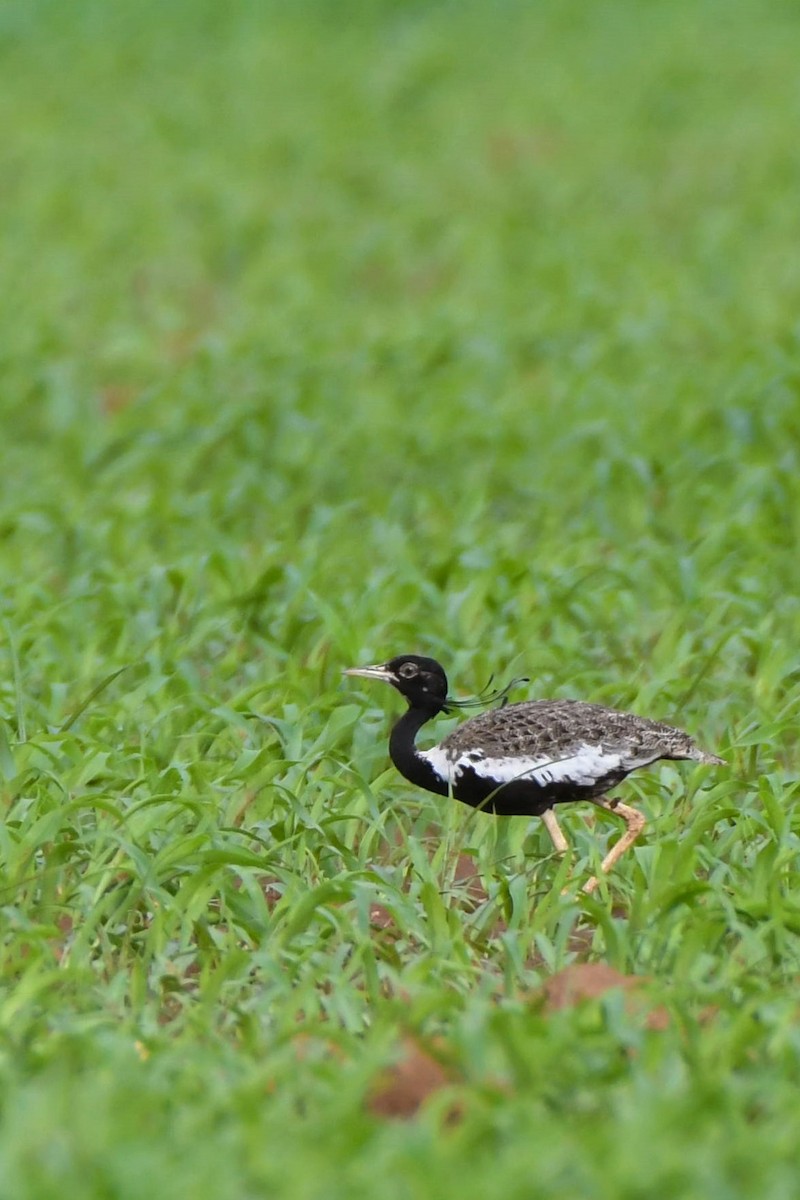 Outarde passarage - ML640899618