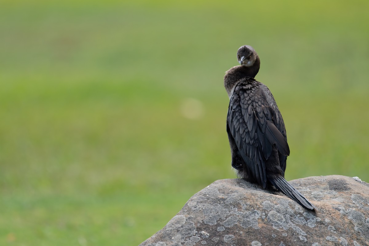 Reed Cormorant - ML640899619