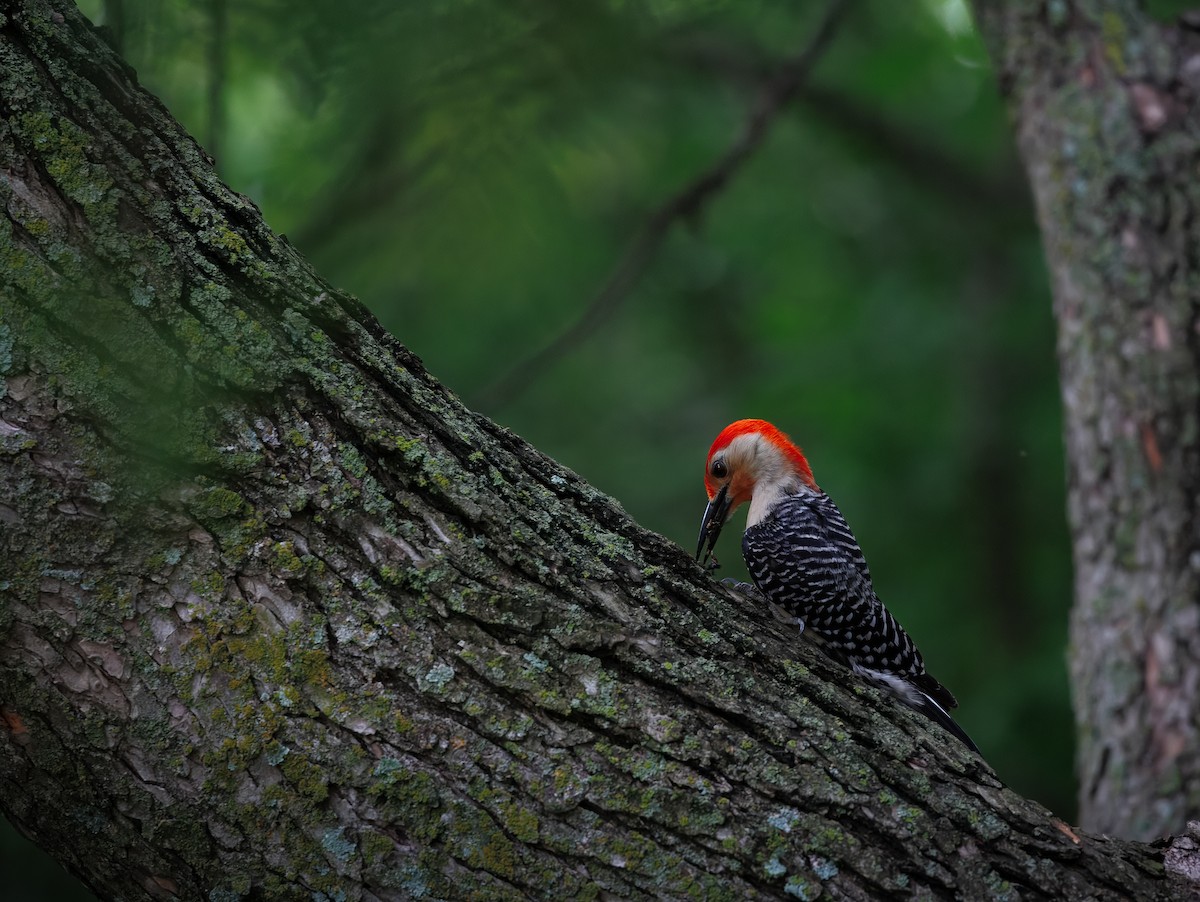 Red-bellied Woodpecker - ML640899620