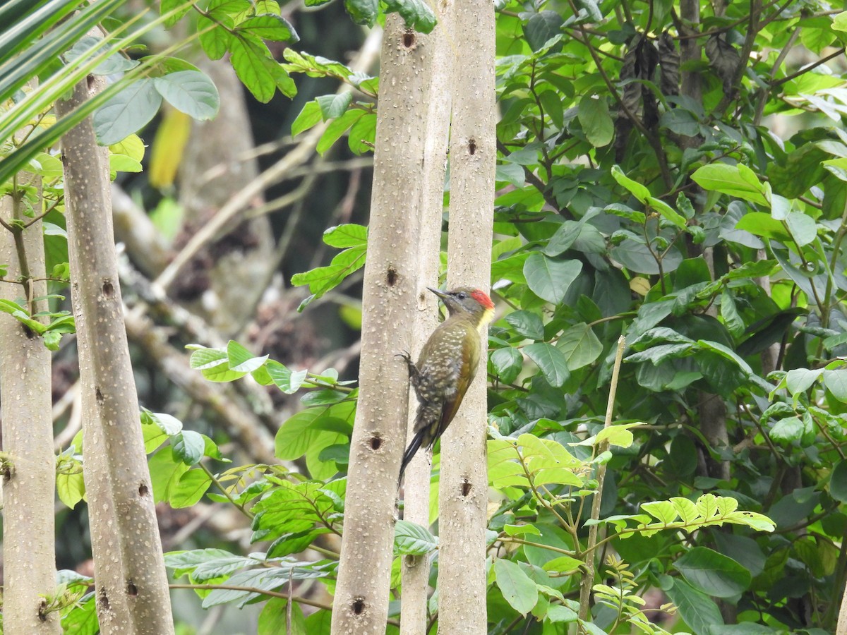 Lesser Yellownape - ML640899634
