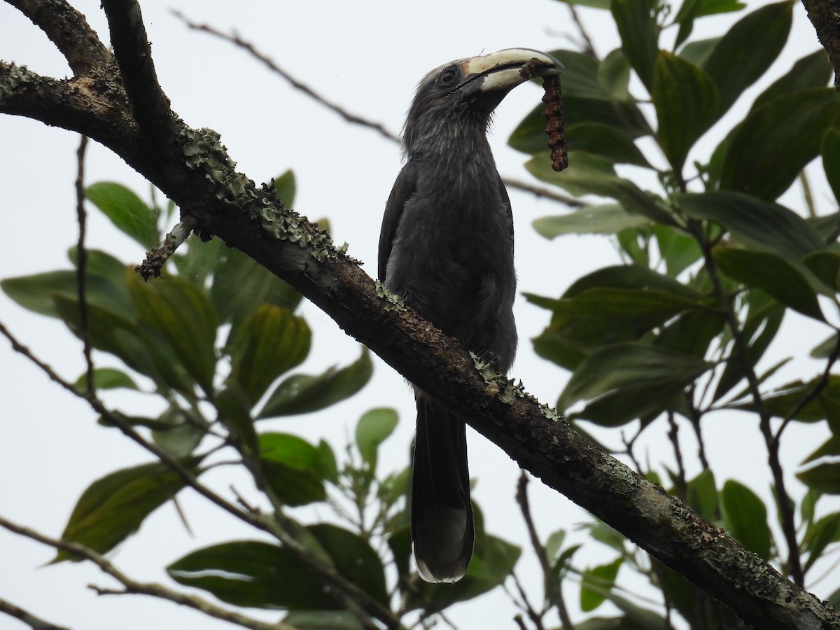 Malabar Gray Hornbill - ML640899642