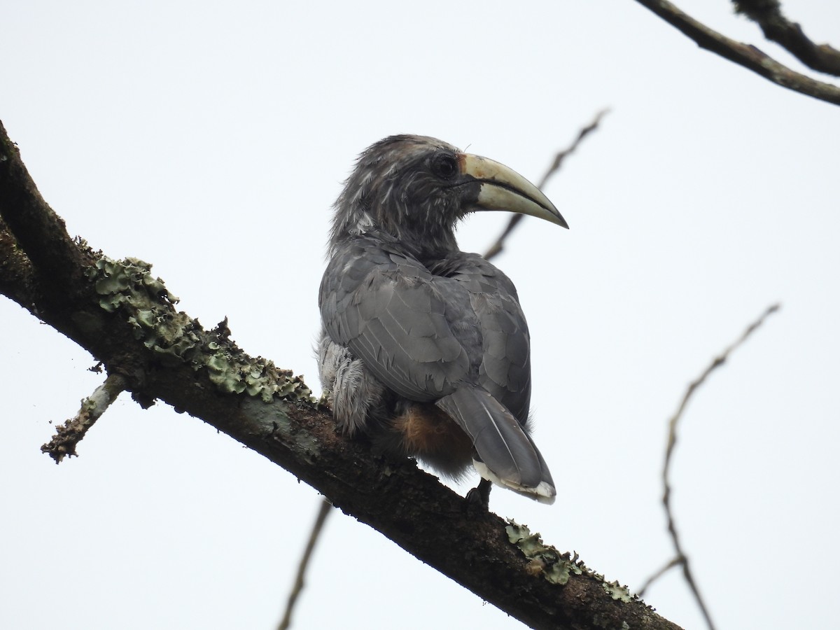 Malabar Gray Hornbill - ML640899643