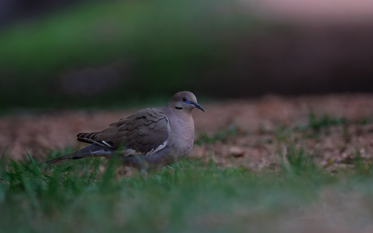 White-winged Dove - ML640899651