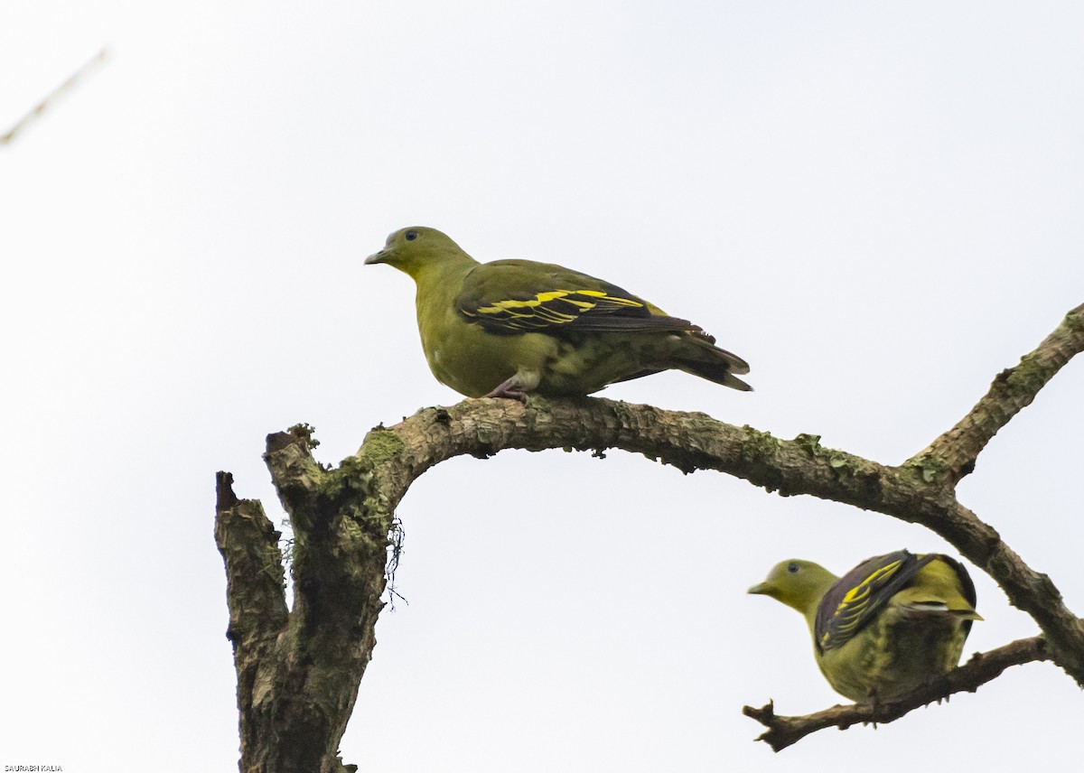 Gray-fronted Green-Pigeon - ML640899654