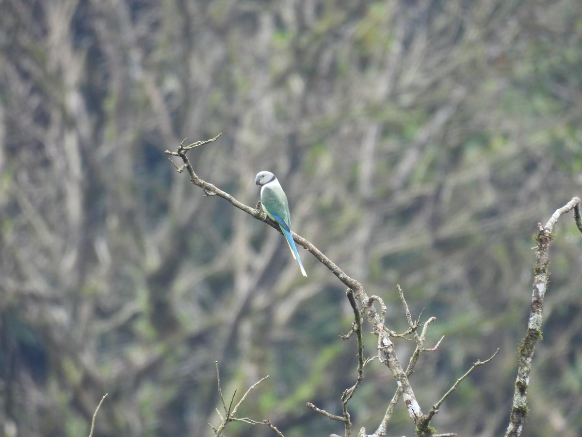 Malabar Parakeet - ML640899664