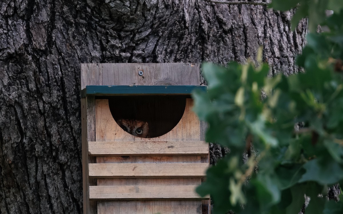 Eastern Screech-Owl - ML640899672