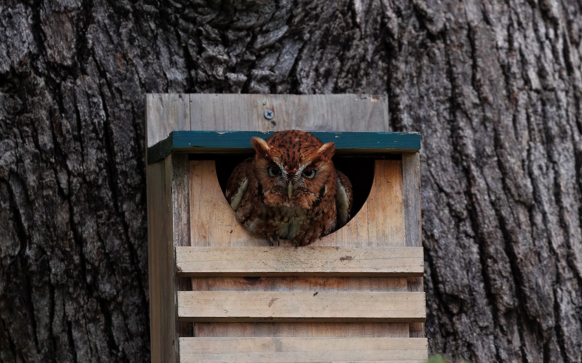Eastern Screech-Owl - ML640899673