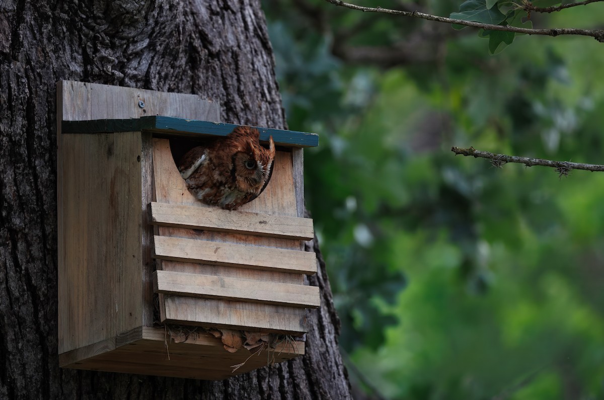 Eastern Screech-Owl - ML640899674