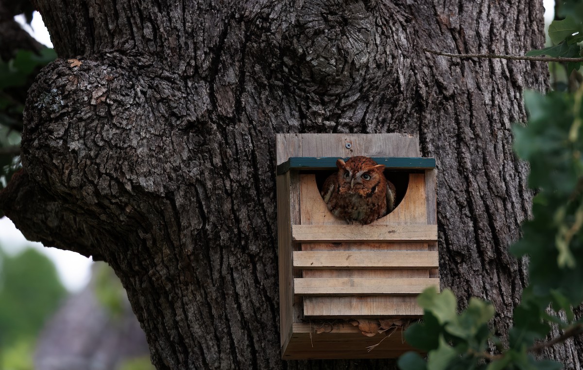 Eastern Screech-Owl - ML640899675