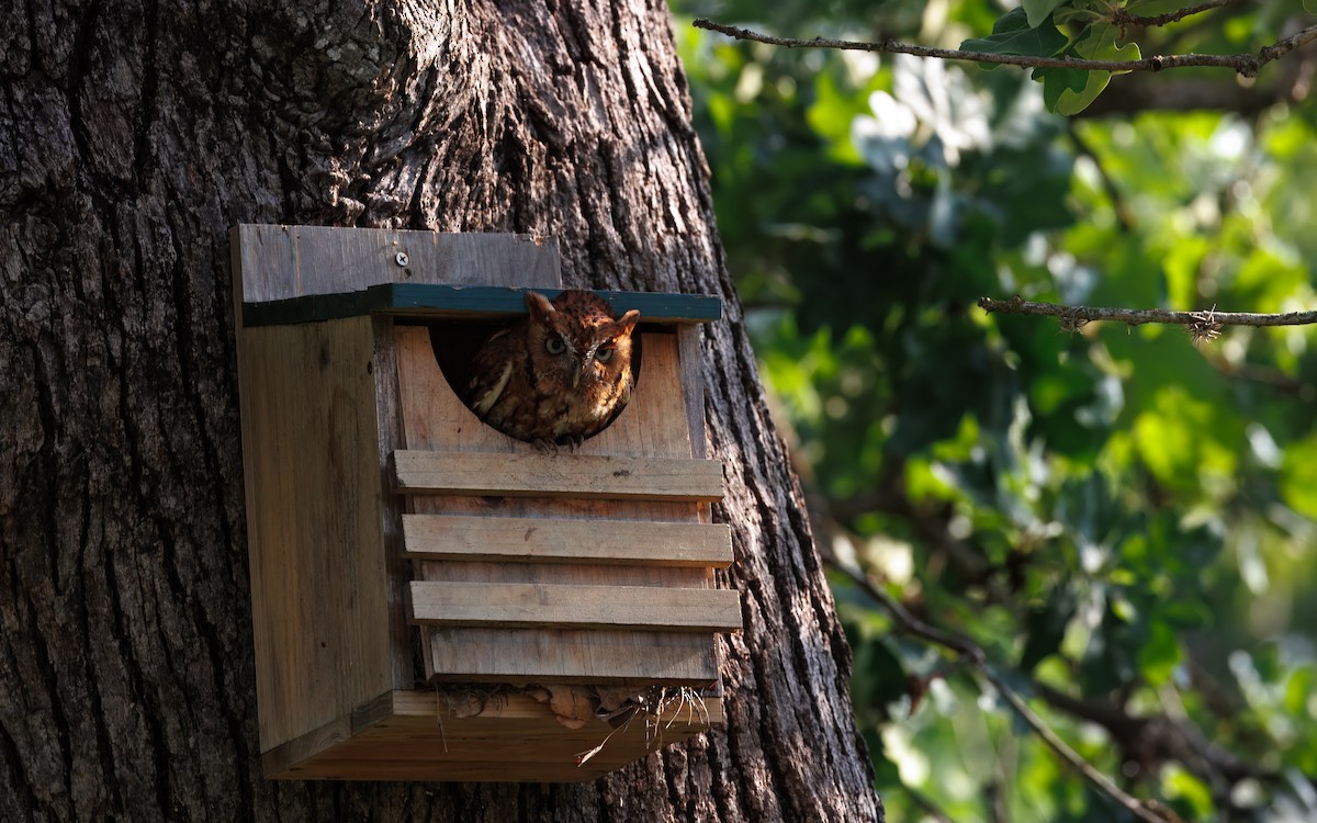 Eastern Screech-Owl - ML640899676