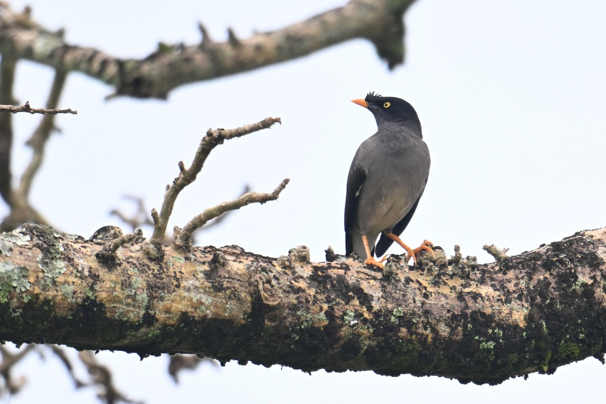 Jungle Myna - ML640899683