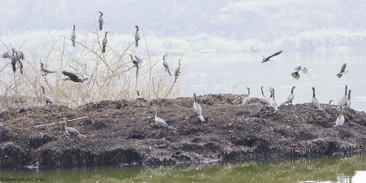 Reed Cormorant - ML640899689