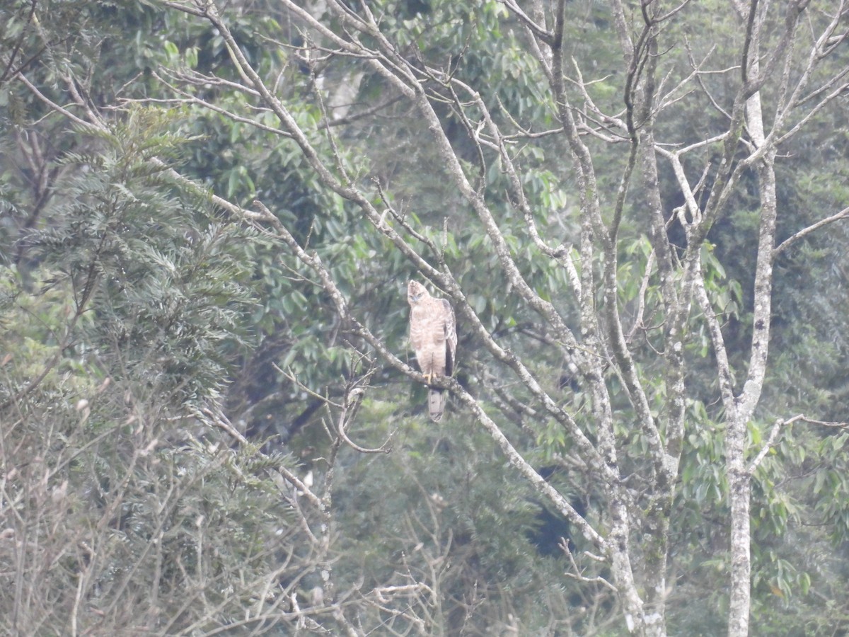 Legge's Hawk-Eagle - ML640899705