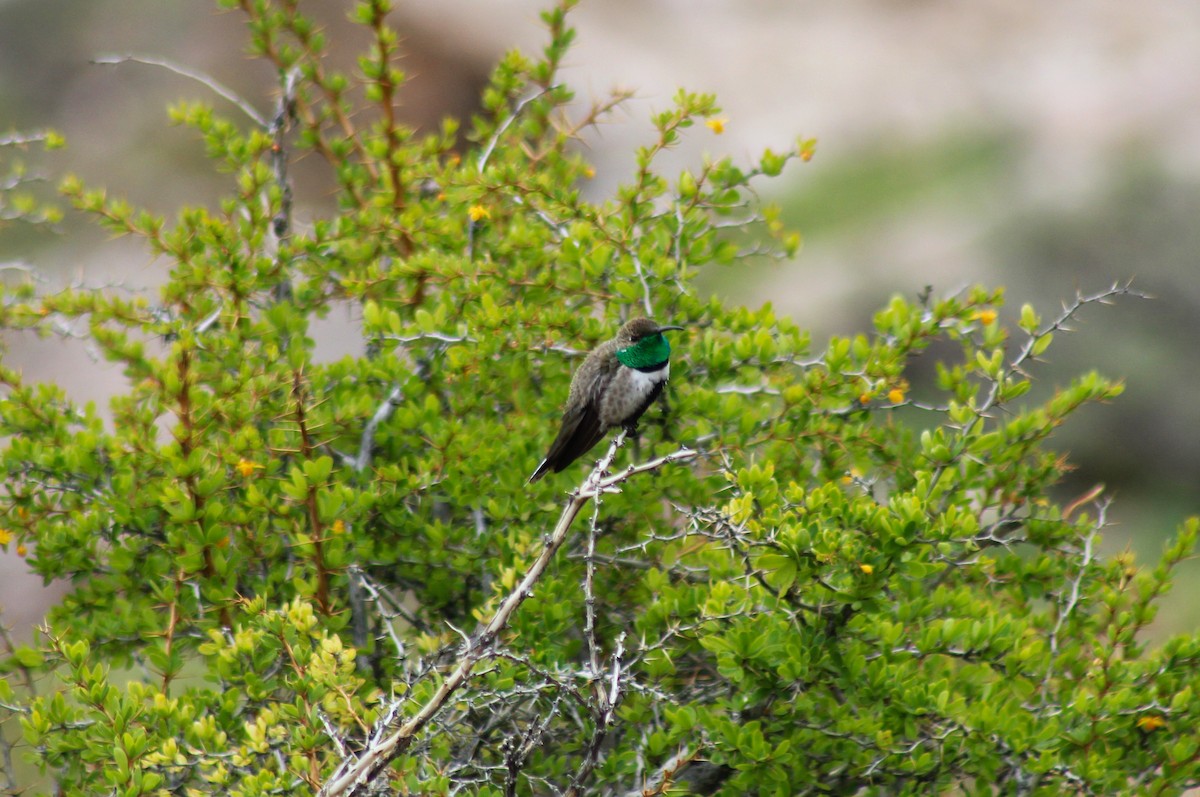 White-sided Hillstar - ML640899714