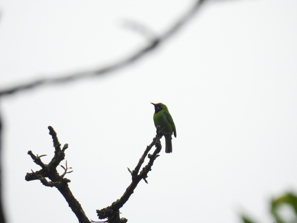 Golden-fronted Leafbird - ML640899722