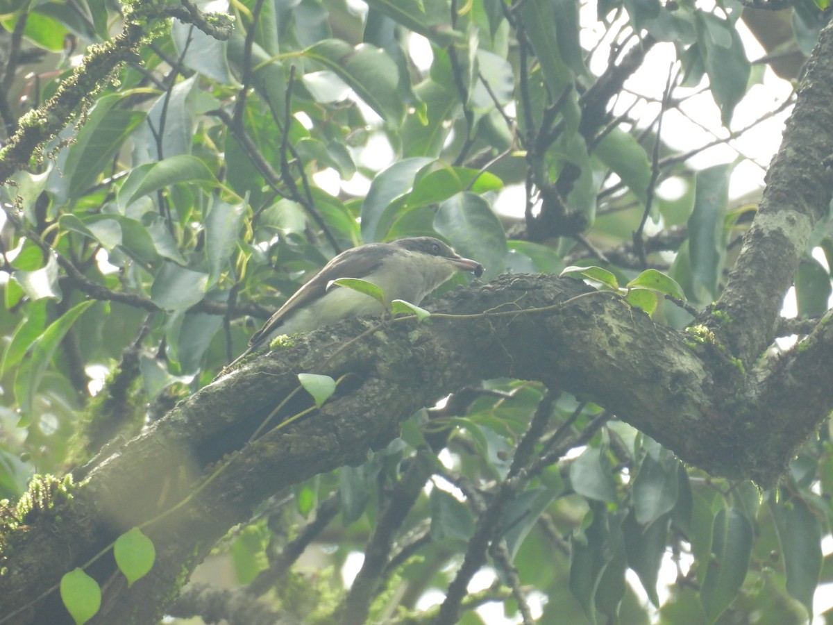 Malabar Woodshrike - ML640899734