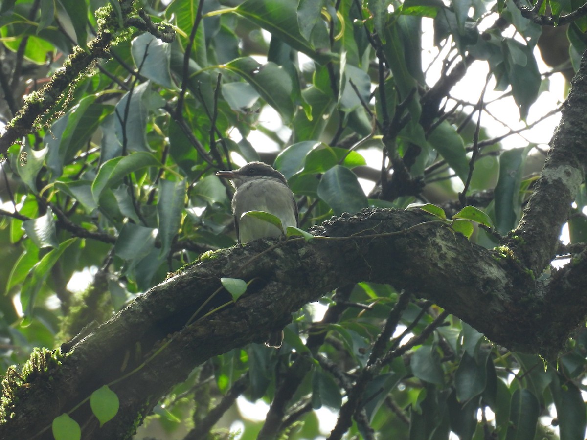 Malabar Woodshrike - ML640899735