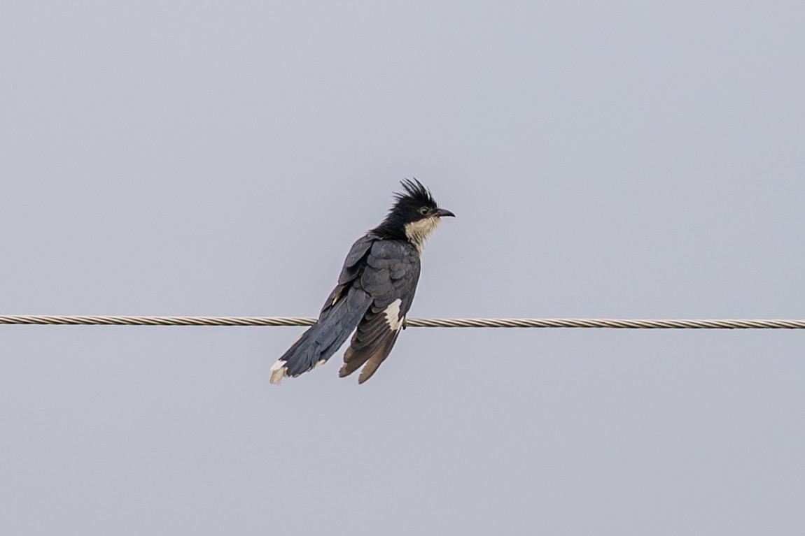 Pied Cuckoo - ML640899777
