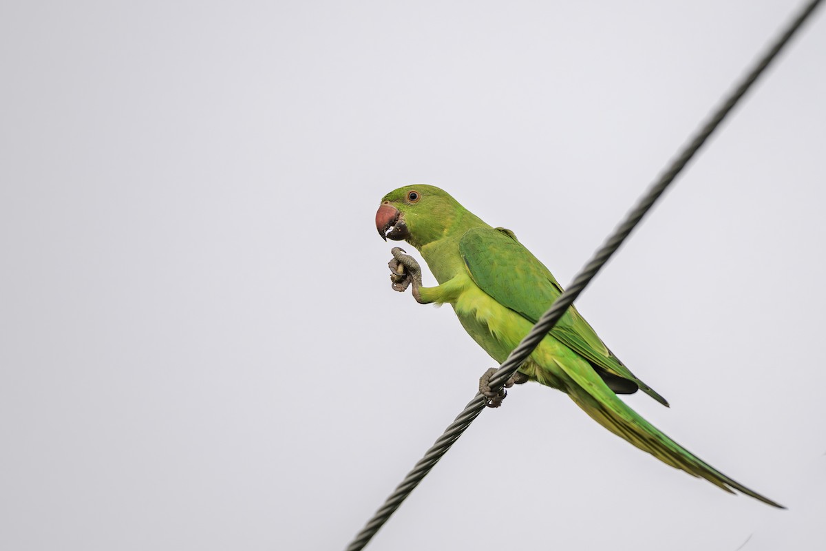 Rose-ringed Parakeet - ML640899781