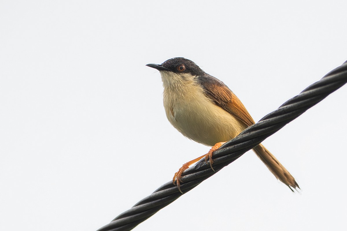 Ashy Prinia - ML640899782