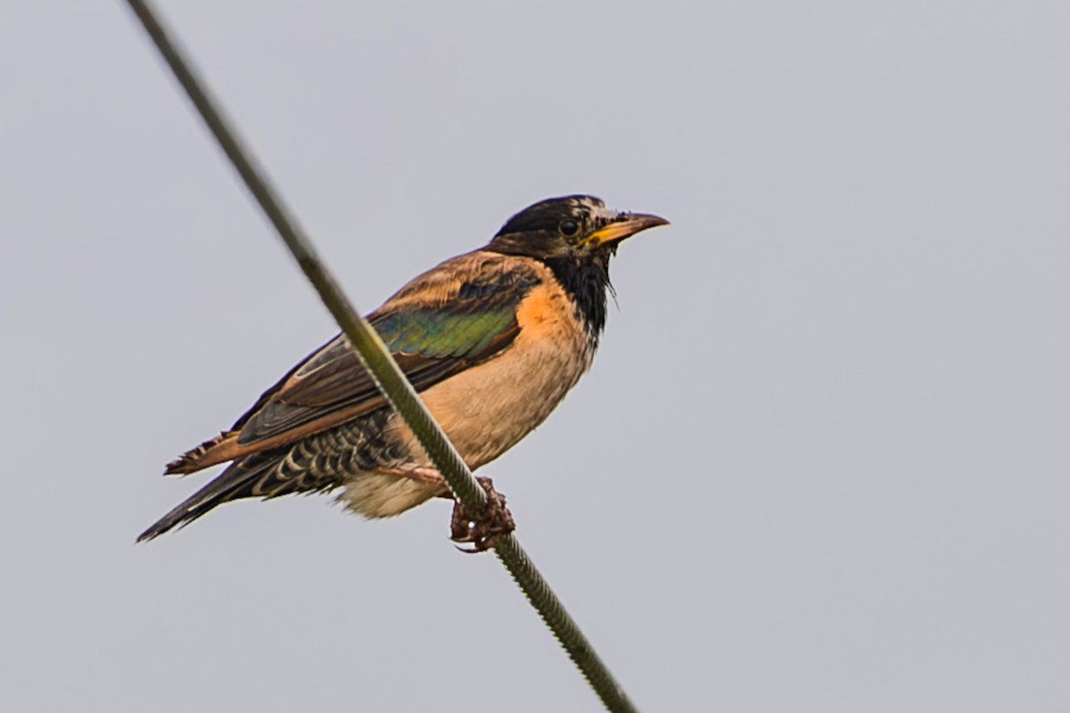 Rosy Starling - ML640899785