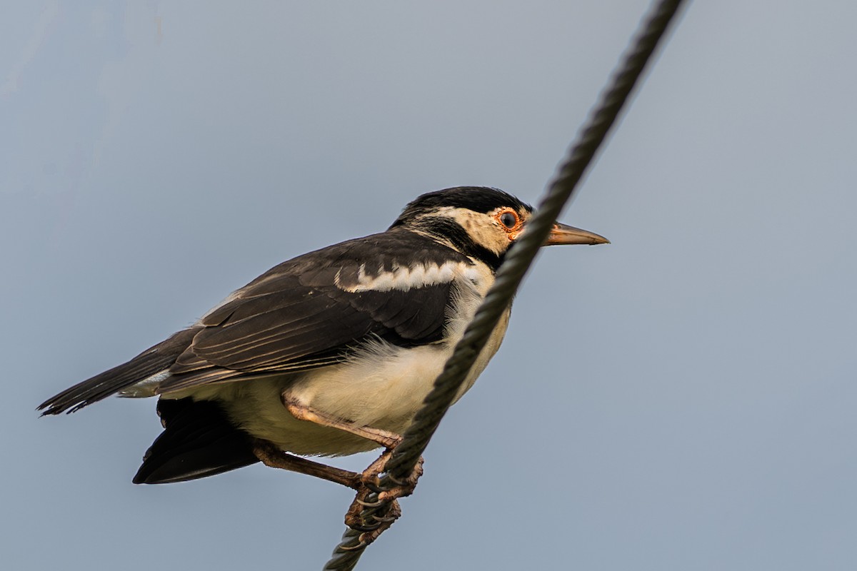 Indian Pied Starling - ML640899788