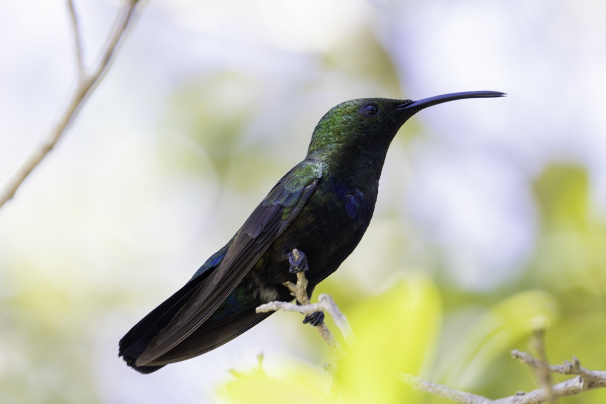 kolibřík hedvábný - ML640899793