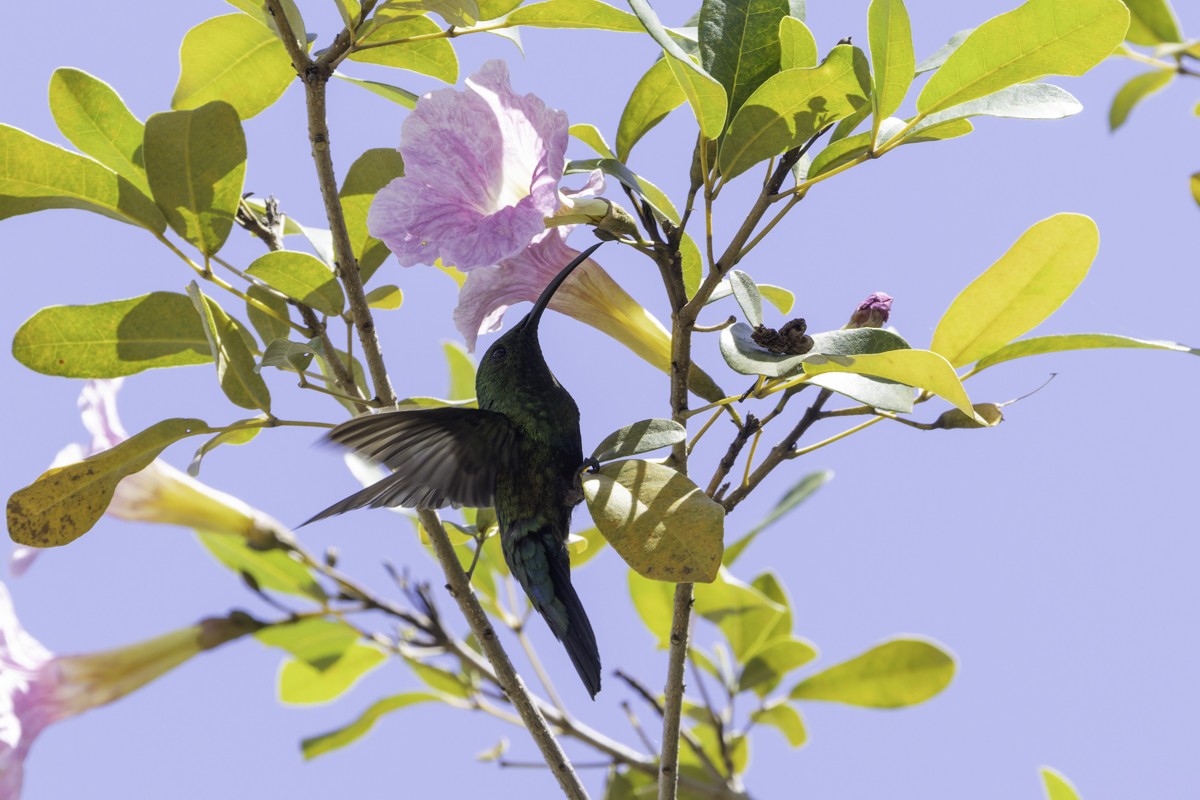 kolibřík hedvábný - ML640899794