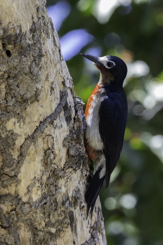 datel portorický - ML640899796