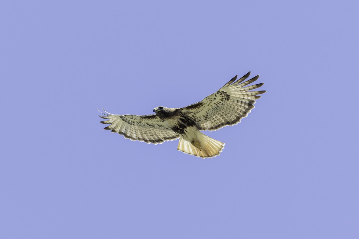 káně rudochvostá (ssp. jamaicensis) - ML640899797