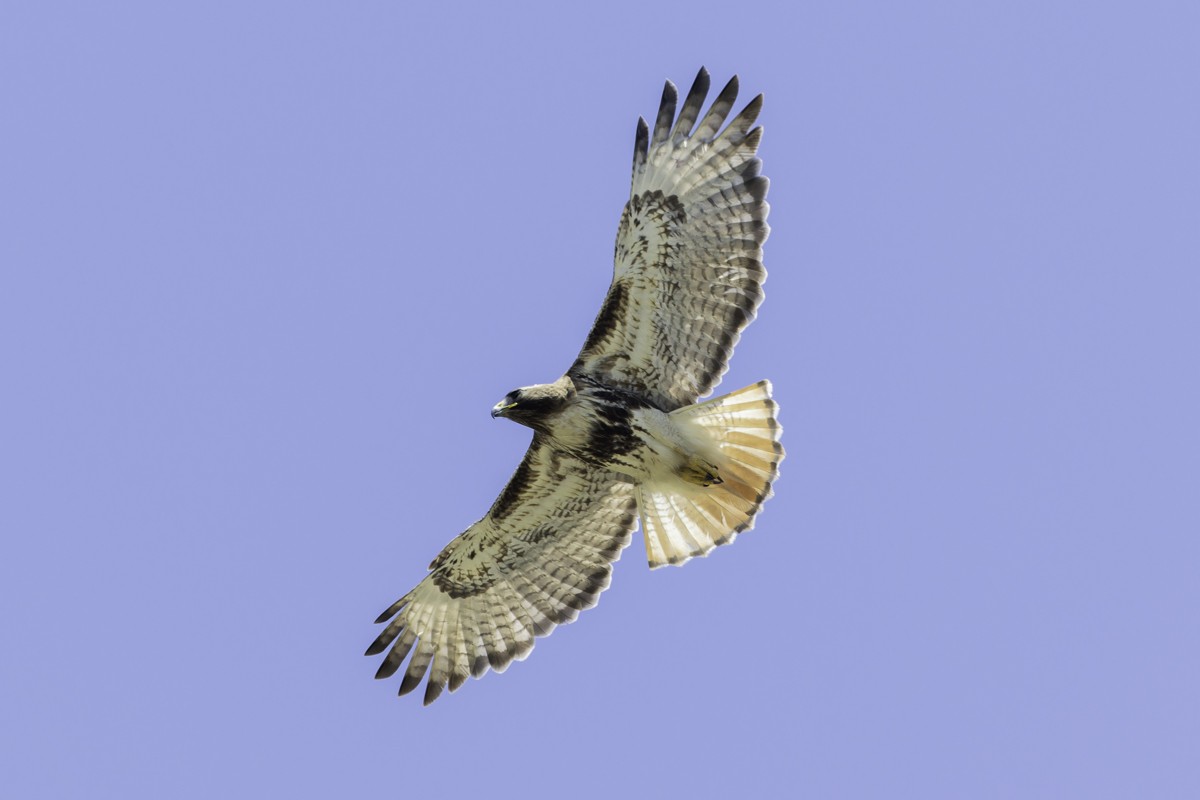 káně rudochvostá (ssp. jamaicensis) - ML640899798