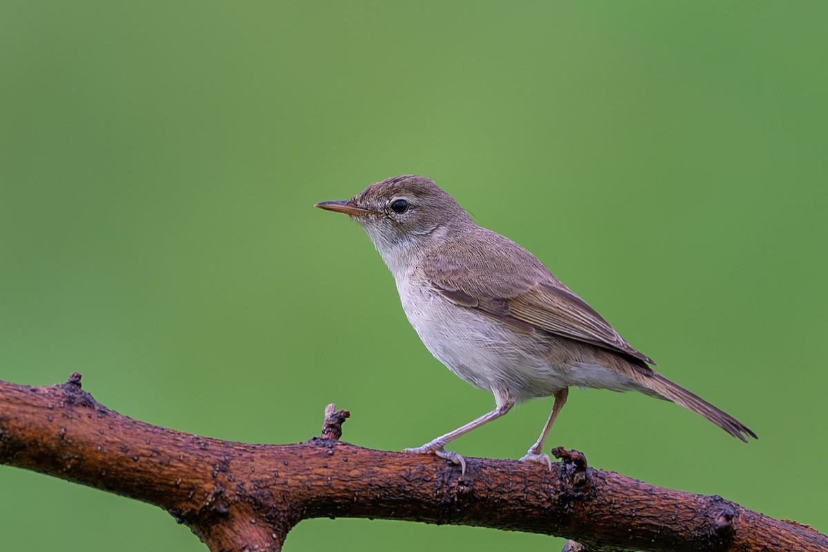 Booted Warbler - ML640899799