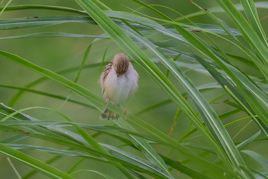 Zitting Cisticola - ML640899800