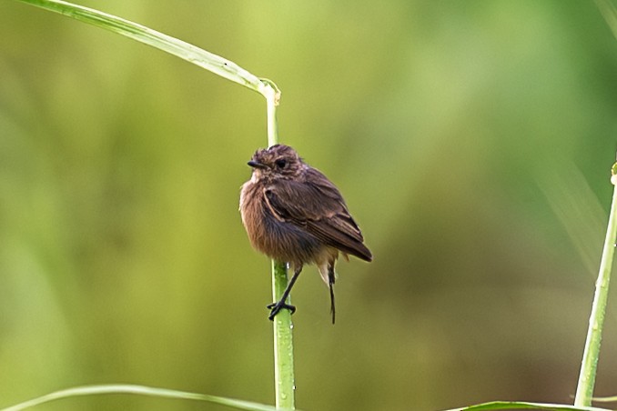 Pied Bushchat - ML640899803