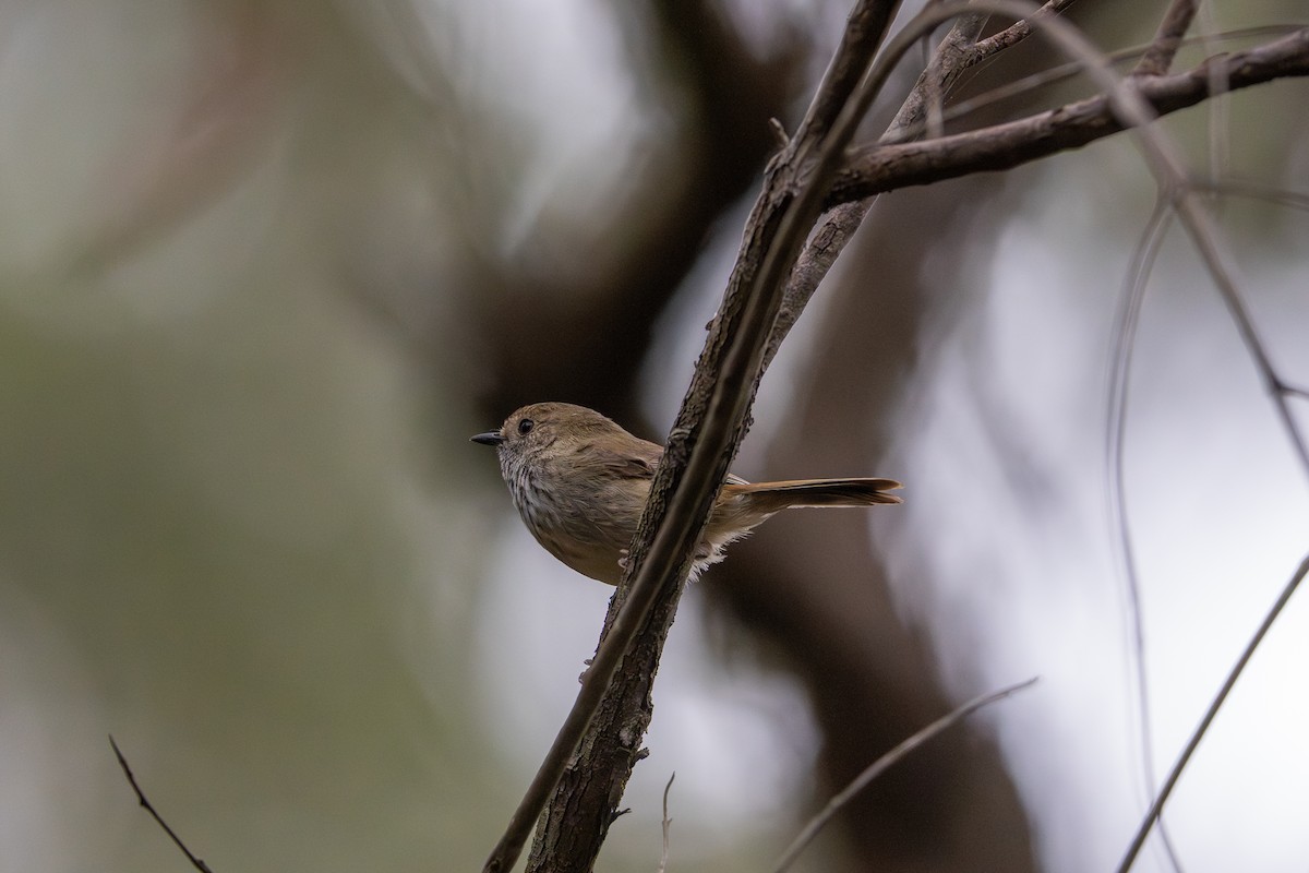 Brown Thornbill - ML640899828