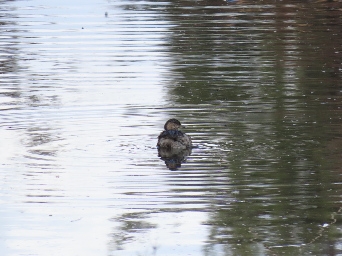 Hoary-headed Grebe - ML640899854