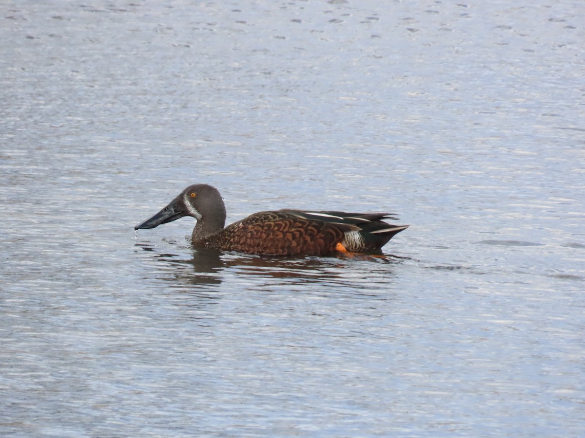 Australasian Shoveler - ML640899879