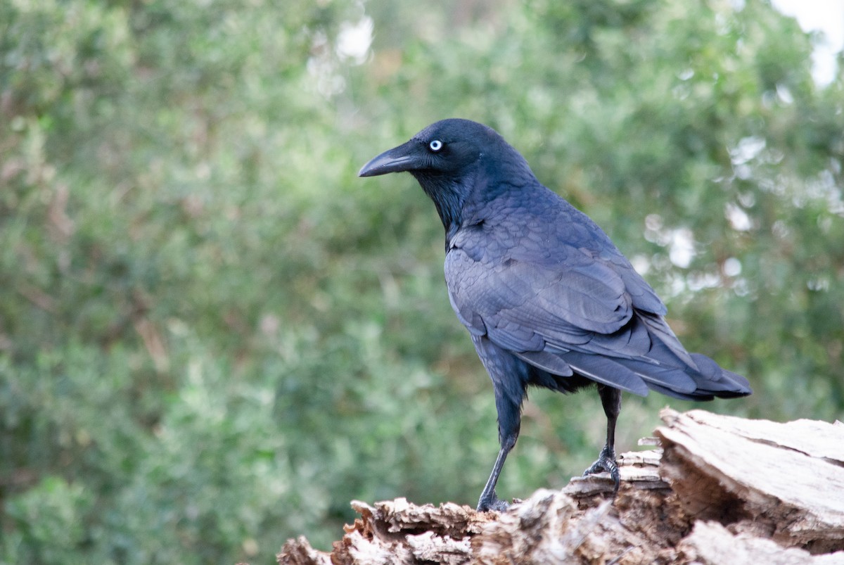 Little Raven - ML640899889