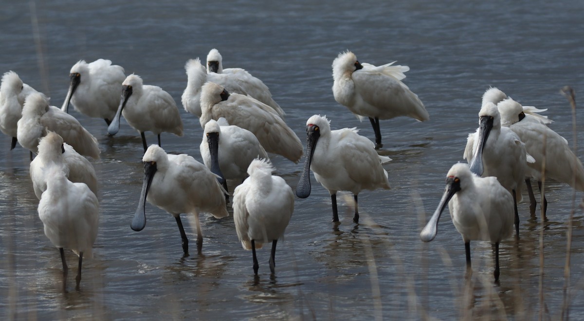 Royal Spoonbill - ML640899909