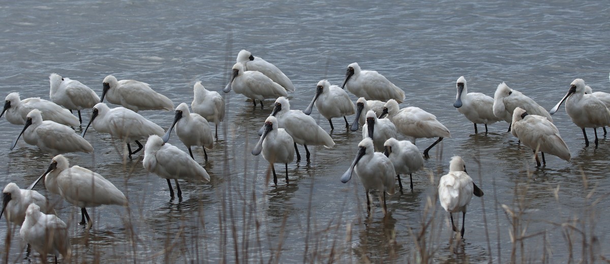 Royal Spoonbill - ML640899910