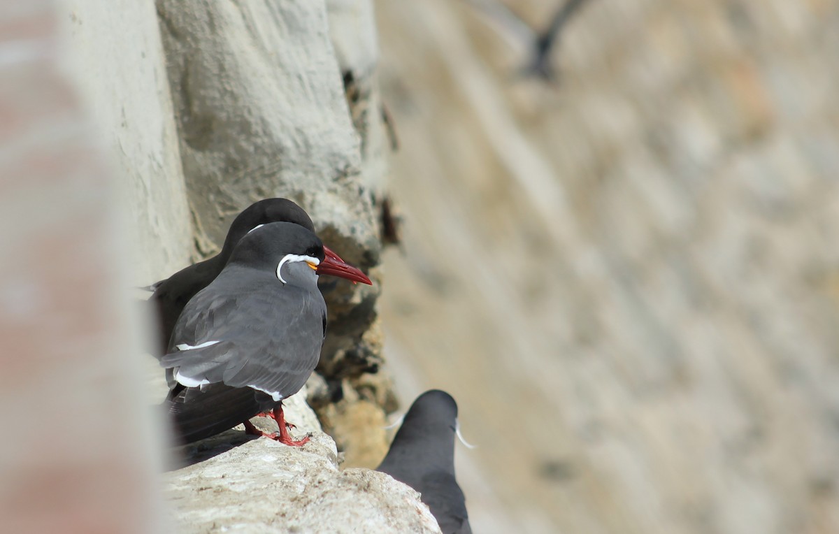 Inca Tern - ML640899938
