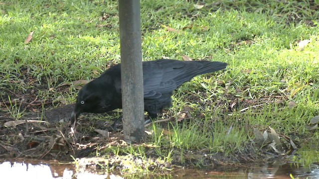 Australian Raven - ML640899939